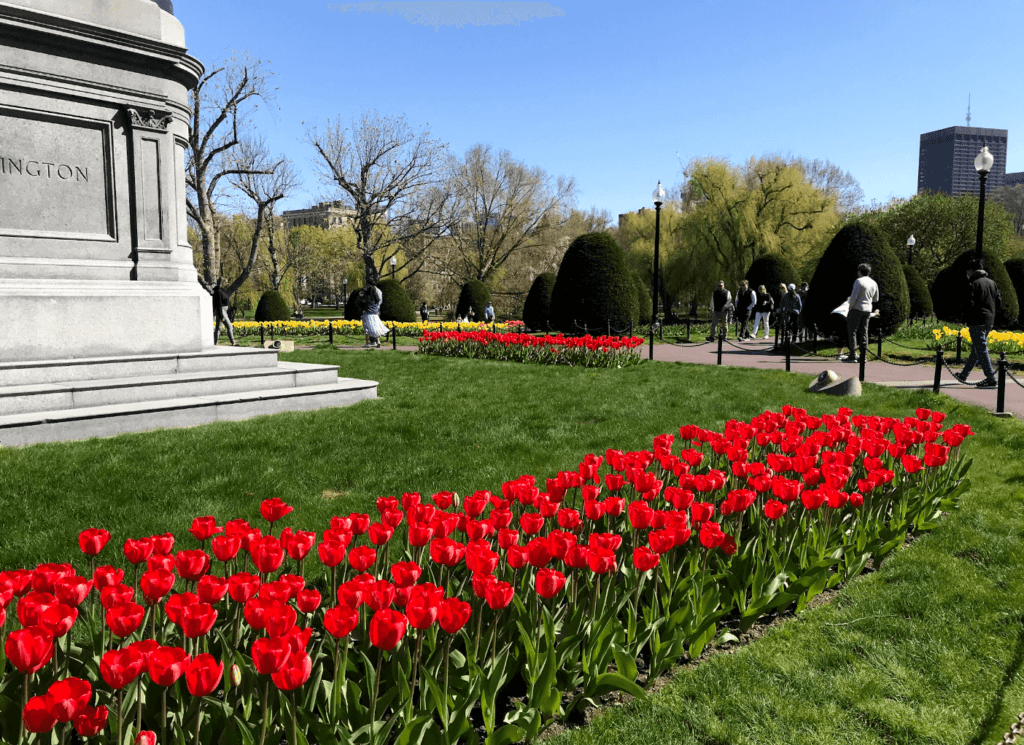 flowers at boston common, Massachusetts in the spring